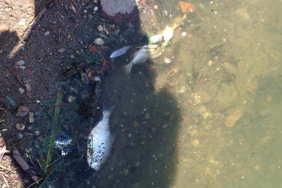 Из-за гниения водорослей в озера парка «Южный» начался мор рыбы (фото)