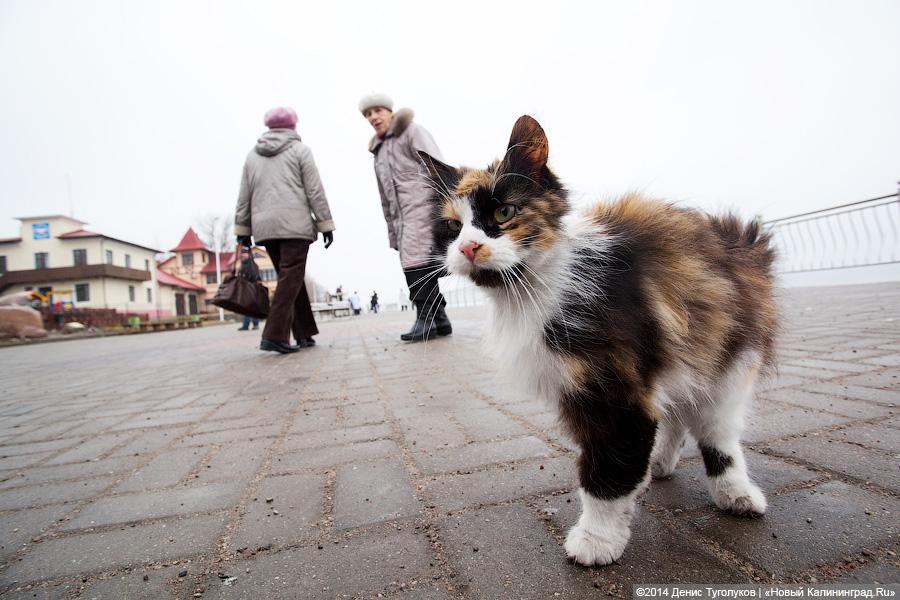 «Жим сидя, коты и обломки»: променад в Зеленоградске в туристическое межсезонье
