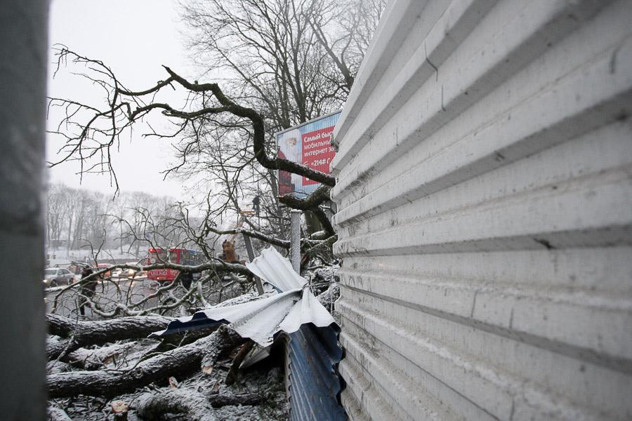 В Калининграде упавшее во время урагана дерево заблокировало движение по ул. Невского (фото)  