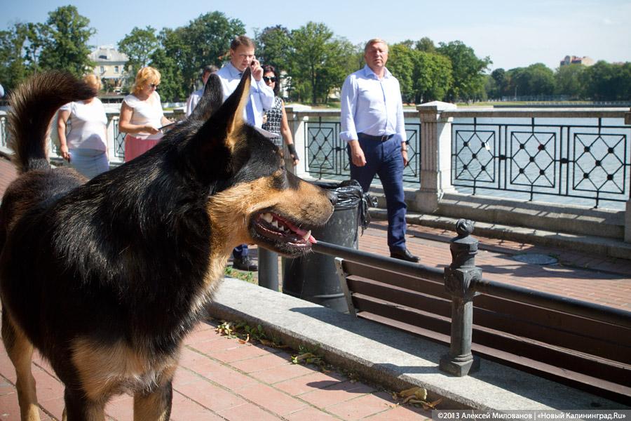 С собакой-улыбакой: Ярошук вновь пообещал завершить реконструкцию набережной Верхнего озера