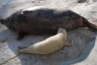 Новорожденный тюлененок. Фото предоставлено зоопарком