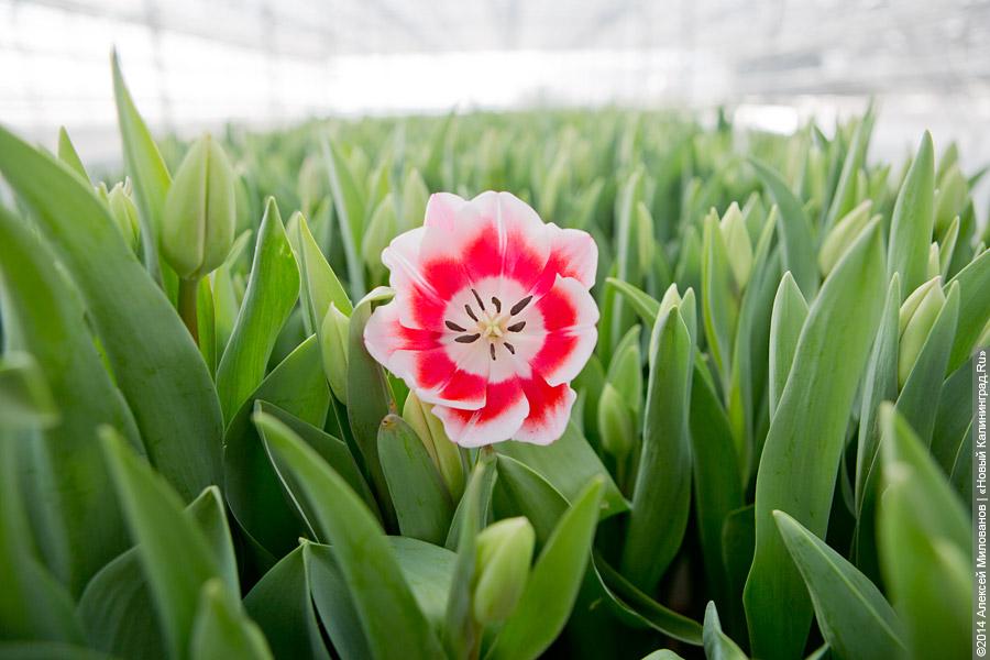 Букет к празднику: в Калинково вырастили 6 миллионов тюльпанов
