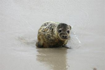Нацпарк просит не подкармливать тюленей, отдыхающих на берегу Балтийского моря