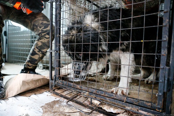 «Массовая истерия»: будут ли в Калининграде истреблять бездомных собак к ЧМ-2018