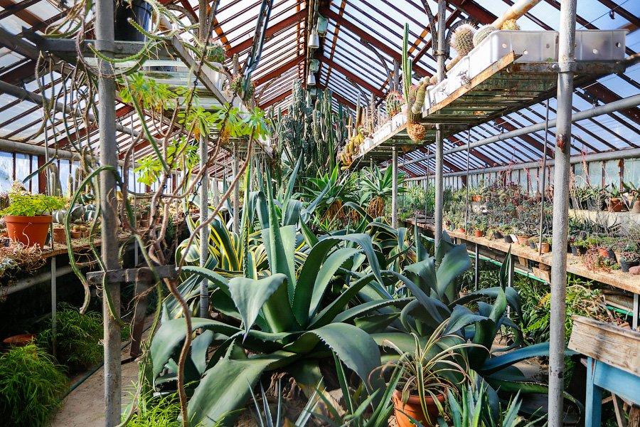 Экзотика в руинах: аварийные оранжереи Ботанического сада и их будущее