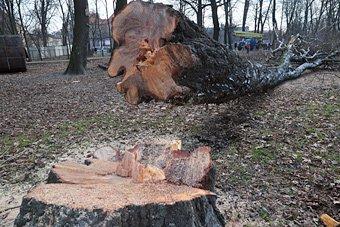 В парке на Ялтинской возобновилась вырубка деревьев
