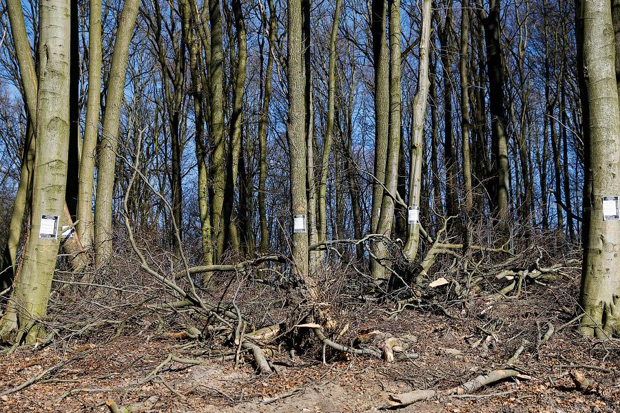 Пеньки в Холмогоровке: кто вырубает лесопарк под Калининградом