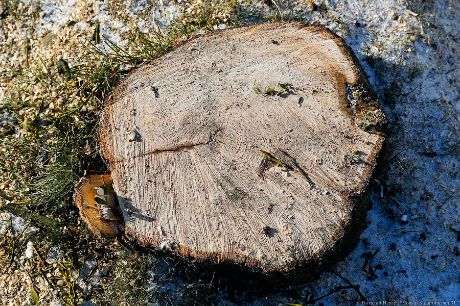 «Зелёный фронт»: большинство высаженных на Гвардейском пр. деревьев погибли 