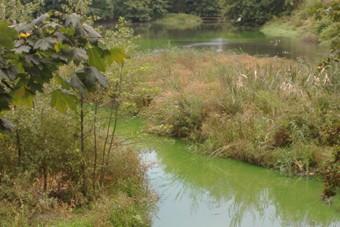 Озеро в парке Ялтинском из-за сбросов окрасилось в сине-зеленый цвет