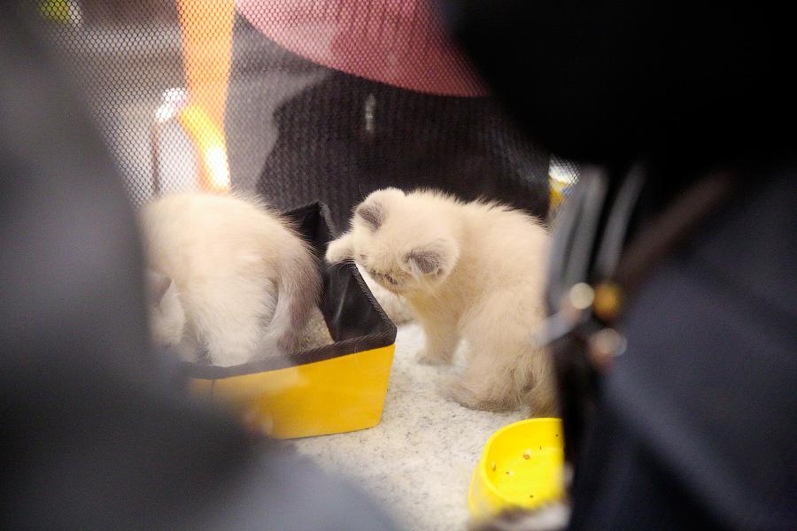 Семейство кошачьих: в «Рыбной деревне» прошла выставка домашних питомцев