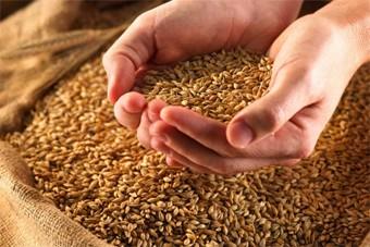 В Калининградской области зерновые убраны на 14 тыс га