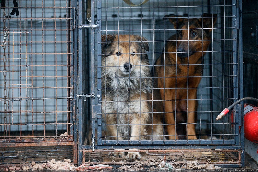 В «Центре для безнадзорных животных» зафиксирована гибель 305 собак и кошек