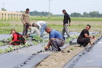 Правительство РФ хочет ужесточить требования к тем, кто использует труд мигрантов