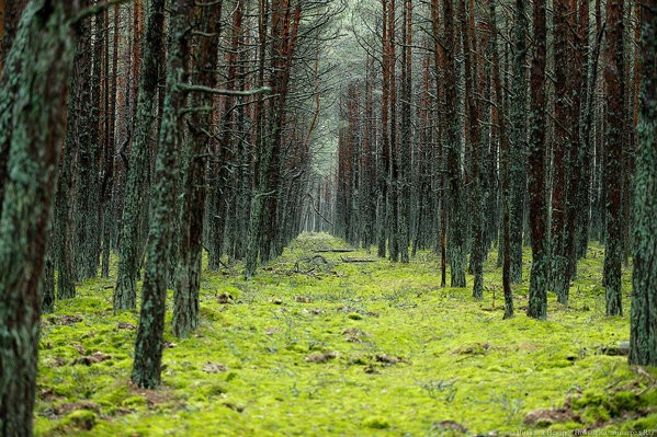 Минприроды: более 90% калининградских лесов сданы в аренду