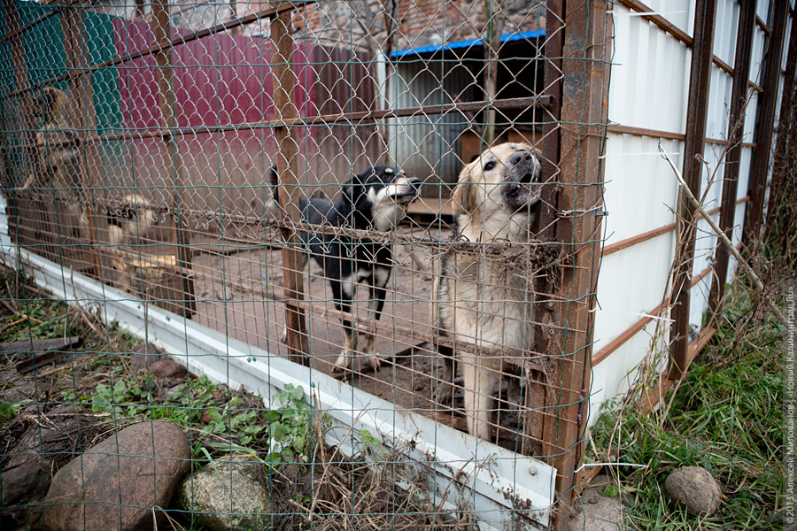 Три этажа собак: как в одной конюшне разместились 70 бездомных животных