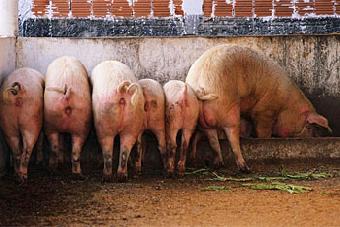 Калининградской области угрожает африканская чума свиней