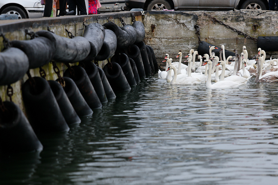 Военно-морской лебедь: зимовка птиц в Балтийске (фото)