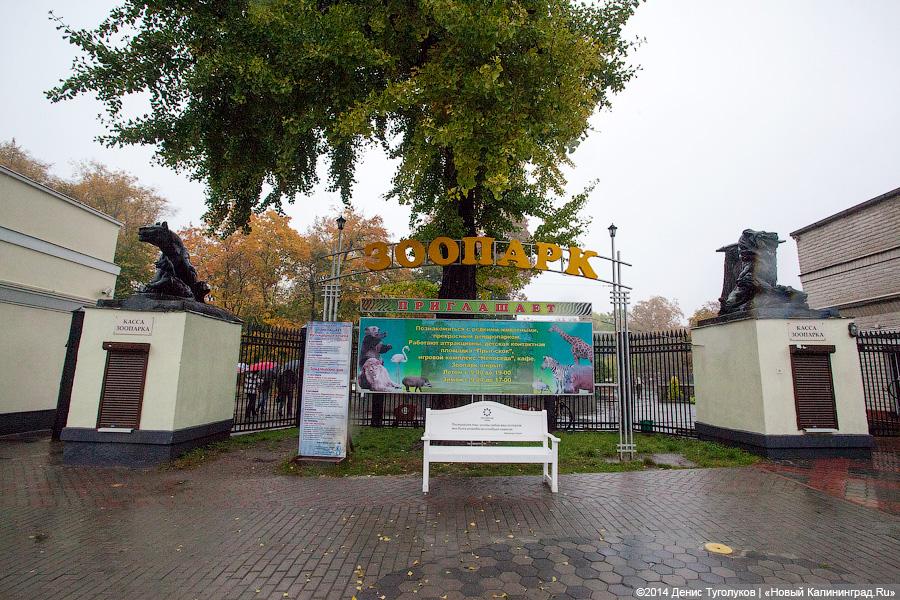 Турнир «Что? Где? Когда?» на кубок Калининградского зоопарка стал официальным