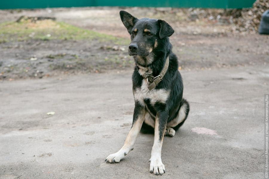 Не утилизация, а стерилизация: новый закон о бездомных животных Калининграда