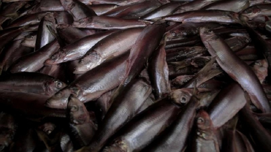 Полиция обнаружила в Балтийске незаконный рыбный цех, в котором работали нелегалы (фото)