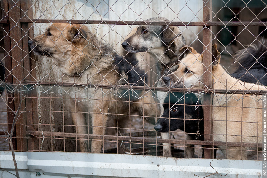 Три этажа собак: как в одной конюшне разместились 70 бездомных животных