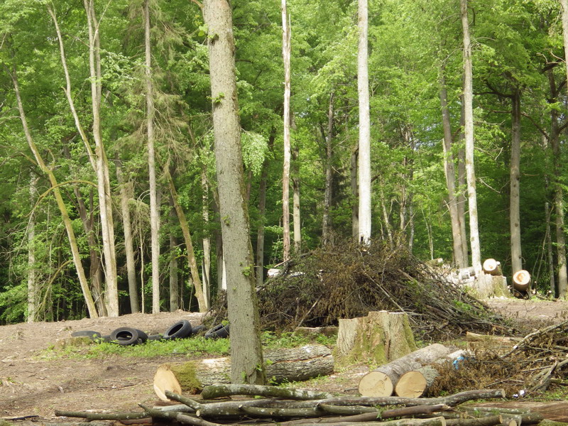 Прокуратура признала незаконной вырубку реликтового леса в парке «Виштынецкий»
