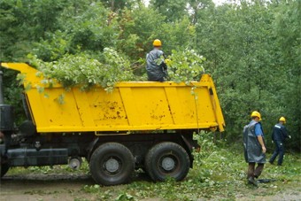 В Чкаловске началась вырубка лесного массива