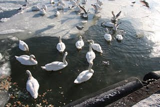 «Зеленый патруль» нашел сотню замерзающих лебедей на Балтийской косе