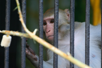 Три с лишним года из-за реконструкции обезьянника животных держат взаперти