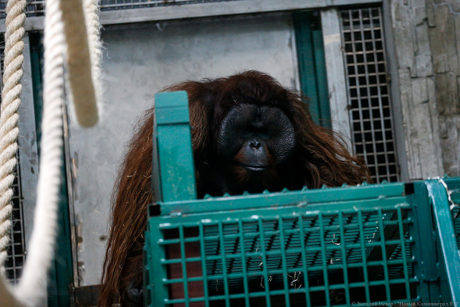 Варяг из Дании: в Калининградском зоопарке поселился орангутан Бенджамин
