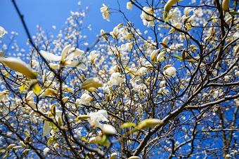 magnoliya.jpg