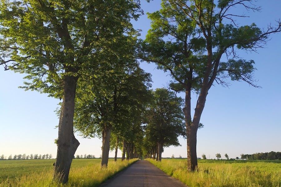Дуб черешчатый (калининградская область). Дуб в ладушкине калининградской. Черешчатый дуб ладушкин. Дерево растет в калининграде. Дерево растет в калининграде.