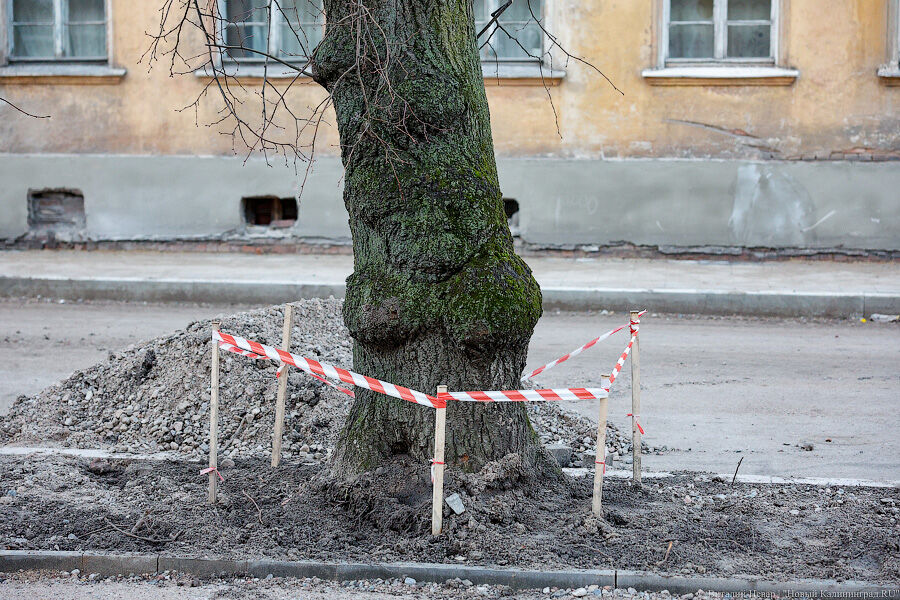 Ул п морозова. Деревья Павлика Морозова реконструкция. Калининград деревья вдоль дороги. Корни деревьев на дороге.