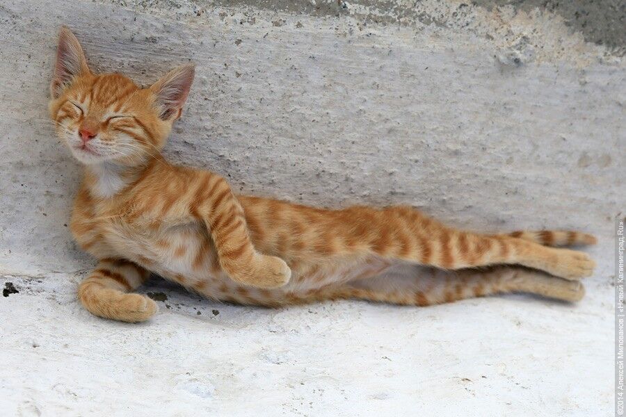 Зеленоград город кошек