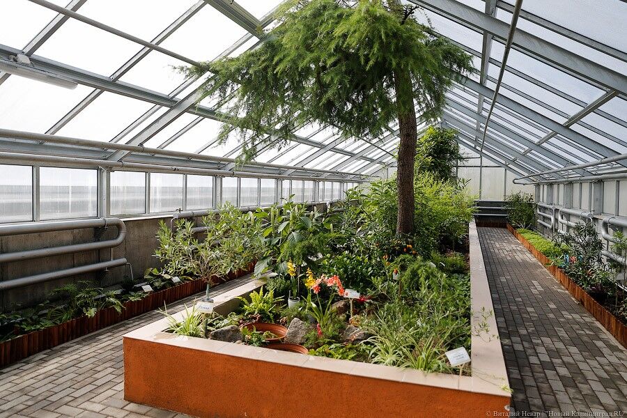 ботанический сад калининград официальный сайт. канта. ботанический сад канта. канта. ботанический сад калининград.