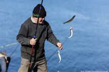 По несколько рыбин за раз: в Балтийске начался массовый лов салаки