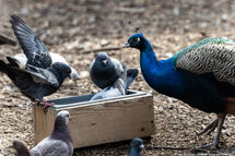 И пух, и перья: как в Калининградском зоопарке отметили День птиц (фото)