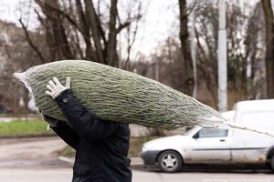 Ёлки, сосны и пихты: мониторинг цен на ёлочных базарах Калининграда