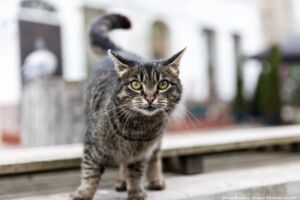 В Зеленоградске 1 марта отметят День рождения зеленоградского кота