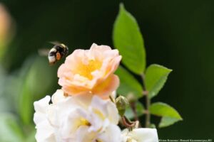 Арт-пространство «Сигнал» анонсировало воркшоп «Гармония в саду»