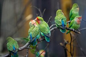 11 ноября: открытие Дома тропической птицы в Калининградском зоопарке