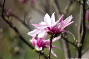 «Ускользающая красота»: в «Воротах» проведут лекцию о садах и парках Калининграда