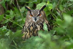 В Калининграде открылась фотовыставка «В поисках птицы Феникс» (фото)