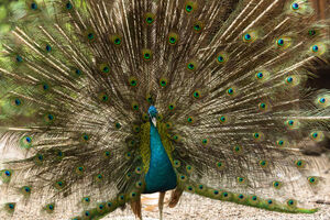 День птиц, фримаркет и группа «Комиссар»: афиша Калининграда на выходные