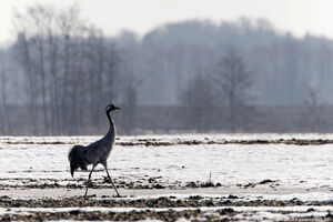 Мартовский «курлык»: в Калининградскую область вернулись журавли (фото)