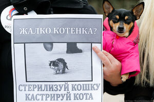 25 марта: в Калининграде прошёл митинг в защиту животных