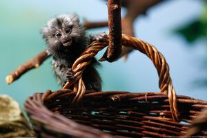 11 декабря: детеныш игрунковой обезьянки в Калининградском зоопарке