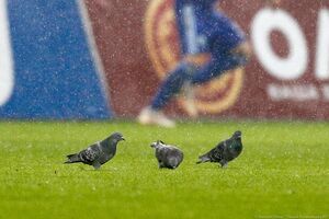 3 марта: голуби на поле стадиона «Калининград»