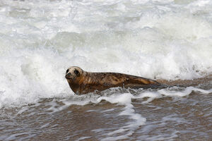 25 августа: тюлени покинули калининградский берег