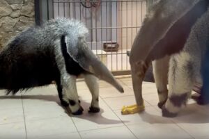 Пора слезть со спины мамы: зоопарк объявил конкурс на имя для муравьеда (видео)